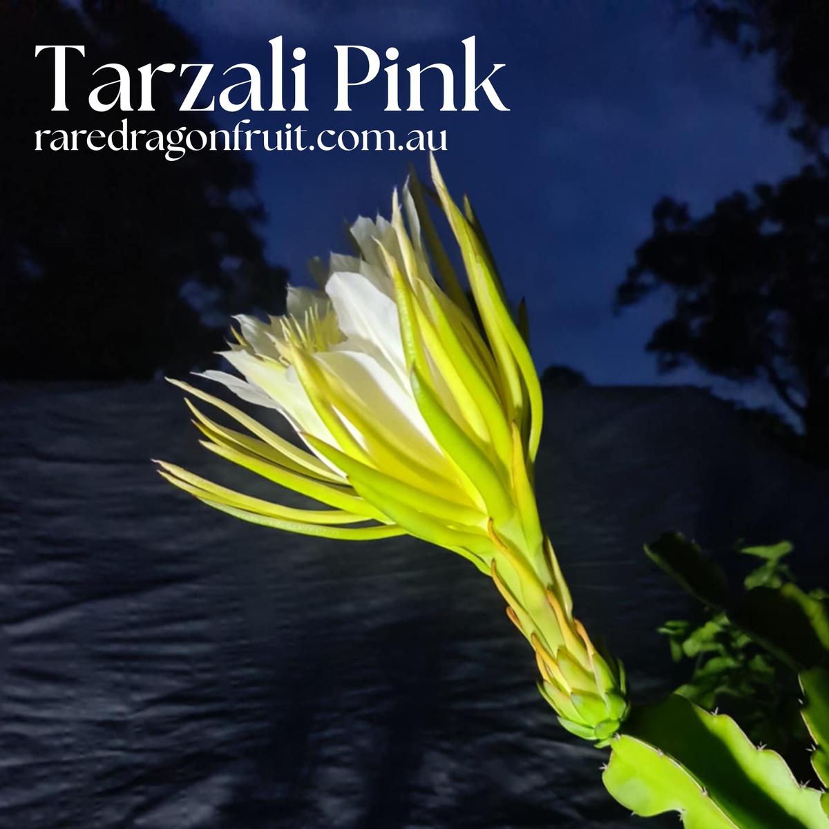 Tarzali Pink dragon fruit - NOID
