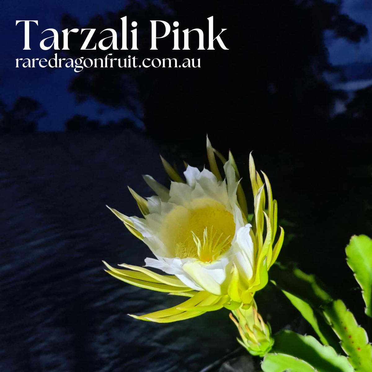 Tarzali Pink dragon fruit - NOID