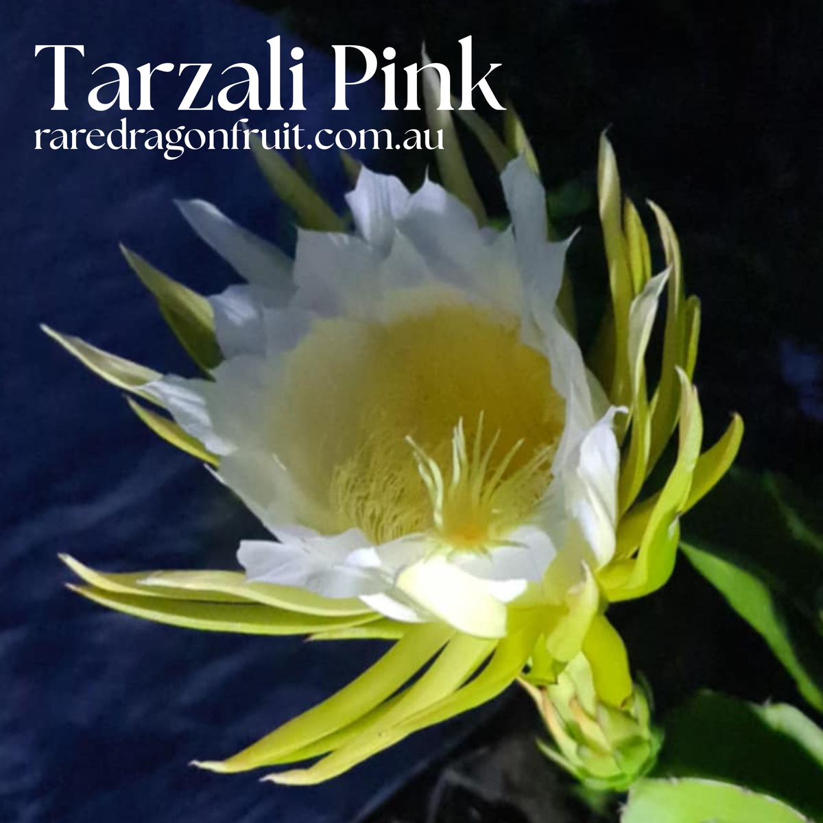 Tarzali Pink dragon fruit - NOID