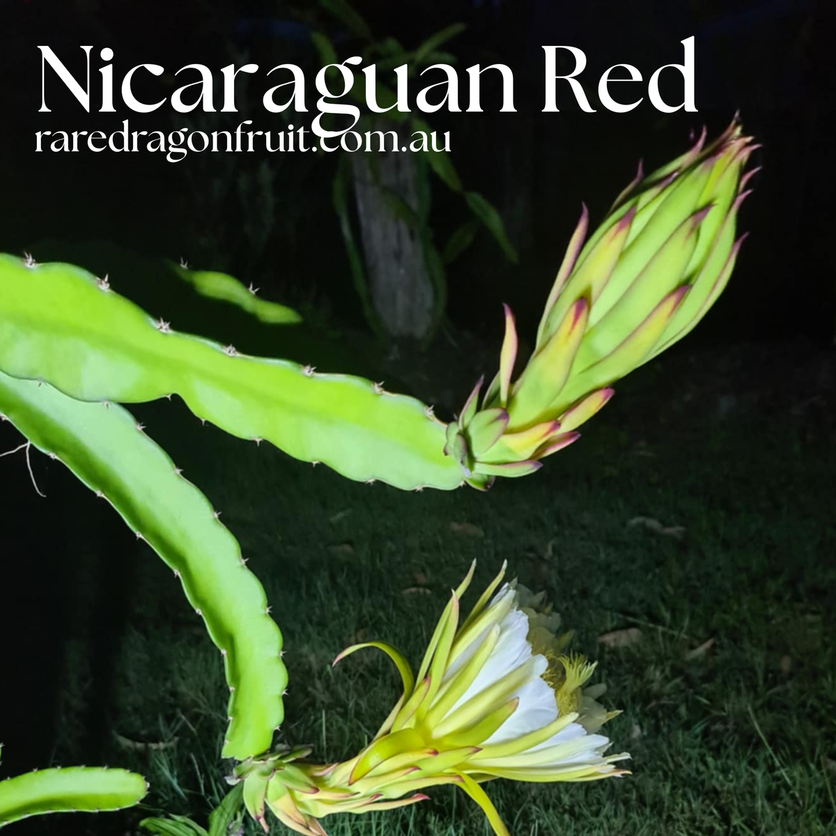 Nicaraguan Red – Hylocereus guatemalensis dragon fruit