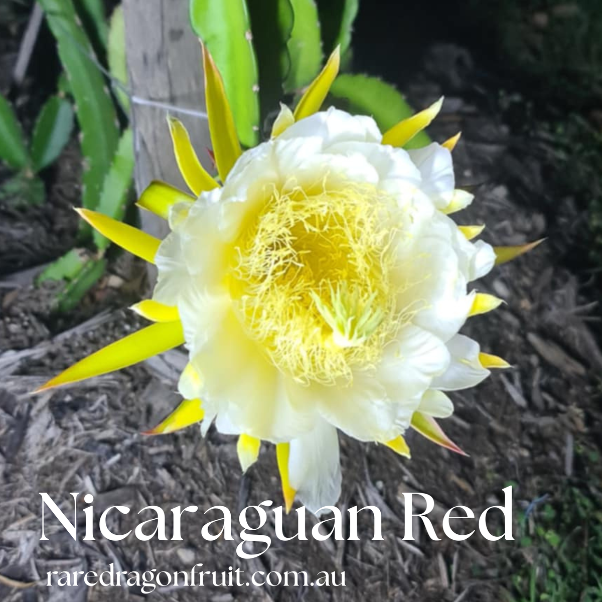 Nicaraguan Red – Hylocereus guatemalensis dragon fruit