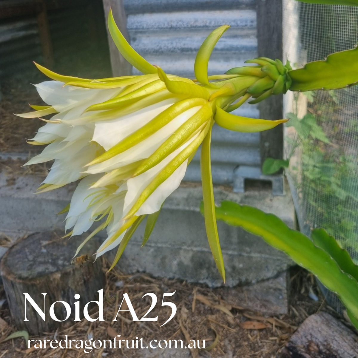 Noid  A25 Dragon Fruit