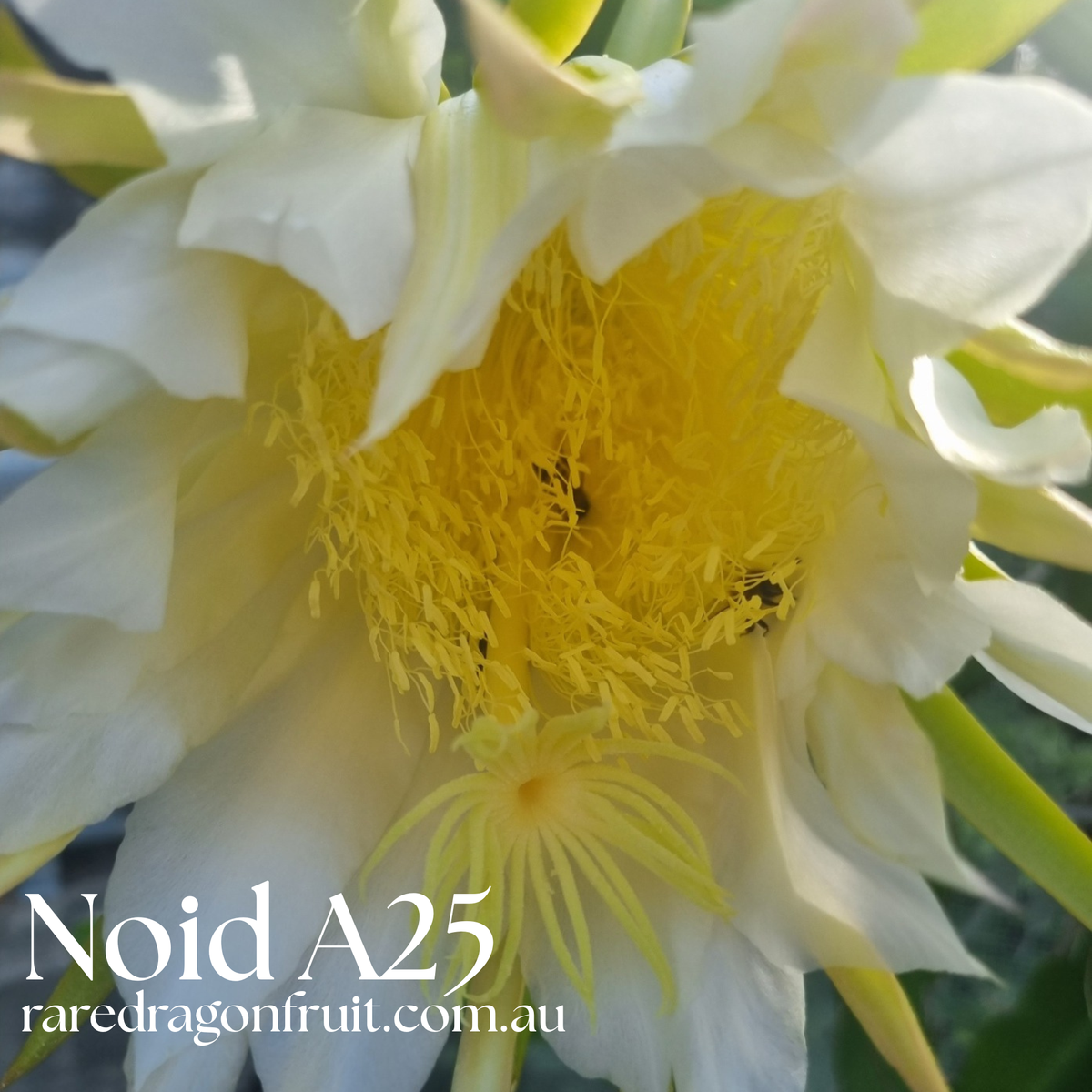 Noid  A25 Dragon Fruit