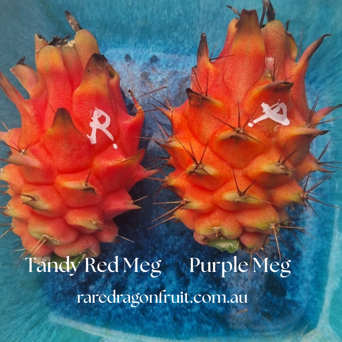 Red Megalanthus Dragon Fruit