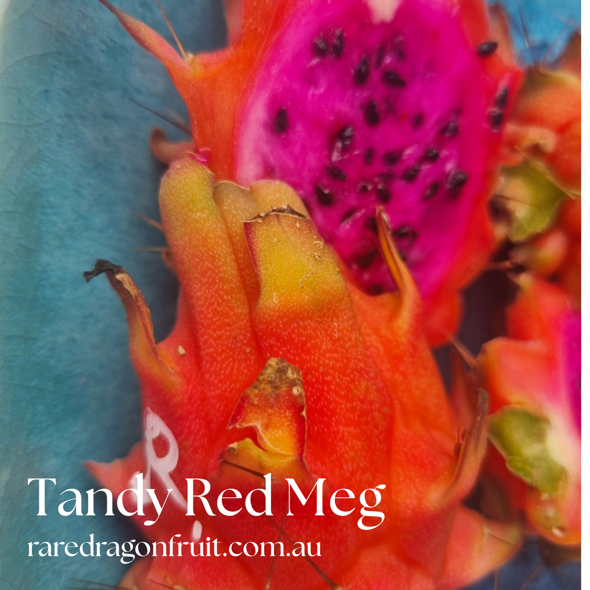 Red Megalanthus Dragon Fruit