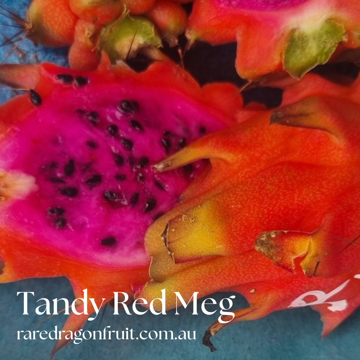Red Megalanthus Dragon Fruit