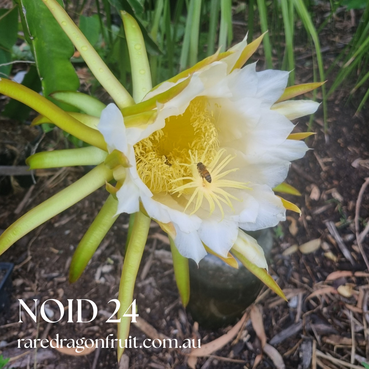 Noid A24 Dragon Fruit