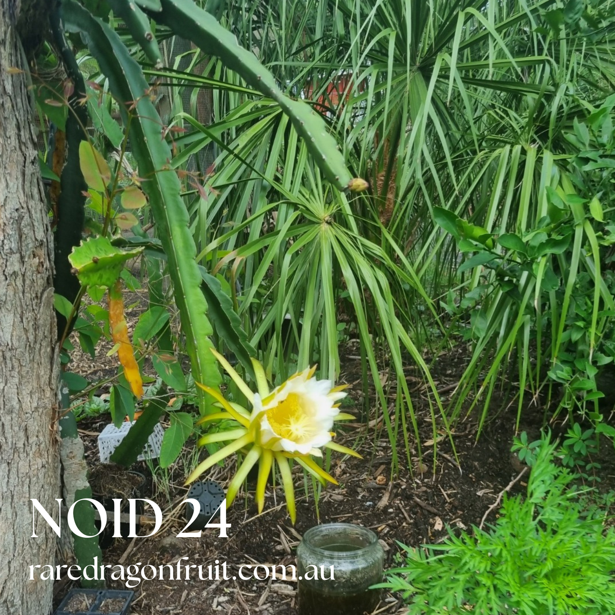 Noid A24 Dragon Fruit