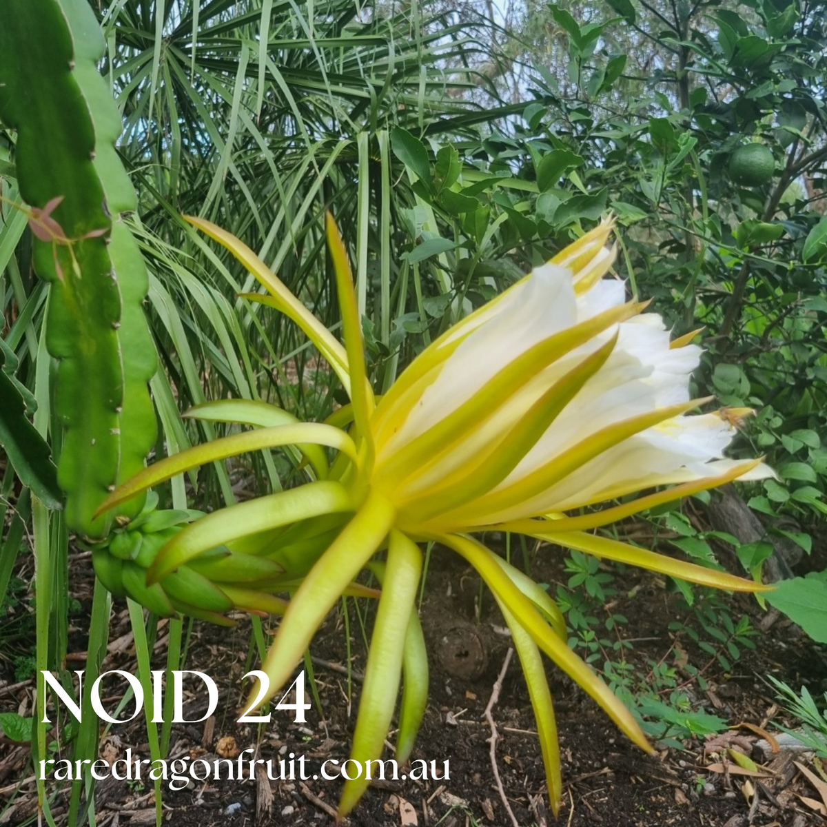 Noid A24 Dragon Fruit