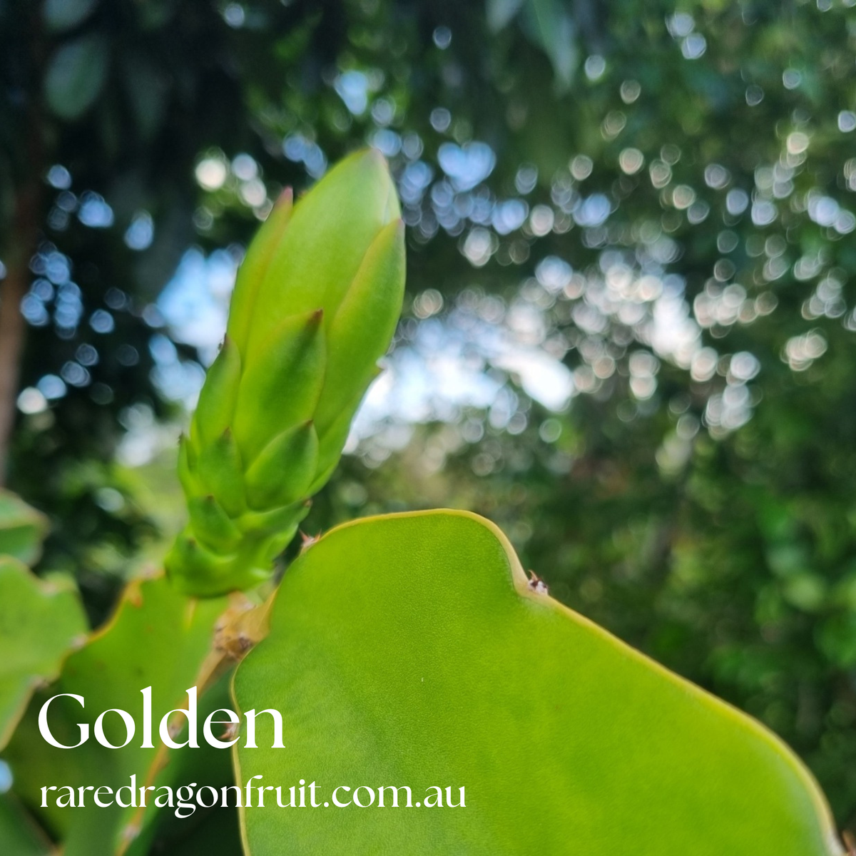 Golden Dragon Fruit NOID