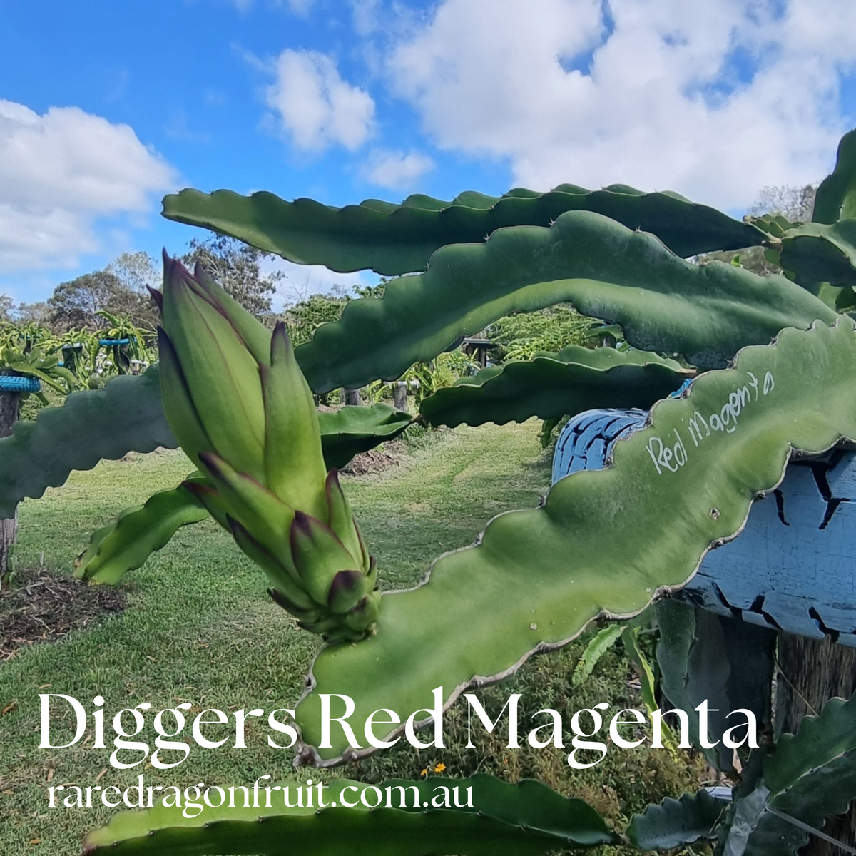 Diggers Red Magenta Dragon Fruit - Hylocereus lemairei
