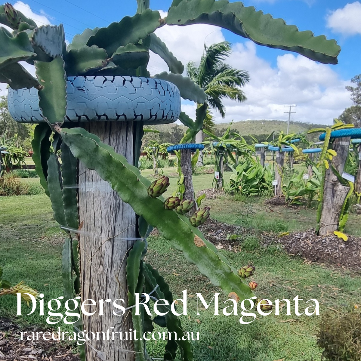Diggers Red Magenta Dragon Fruit - Hylocereus lemairei
