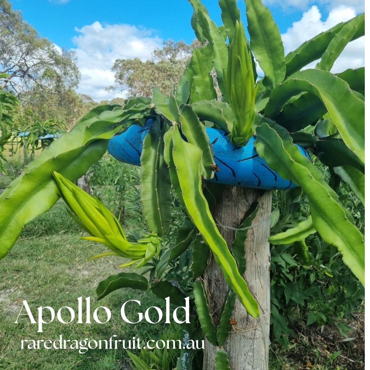 Apollo Gold Dragon Fruit