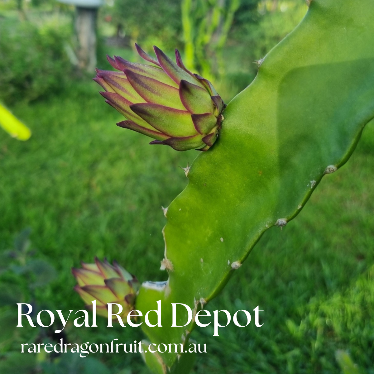 Red Royal DEPOT dragon fruit R6.9