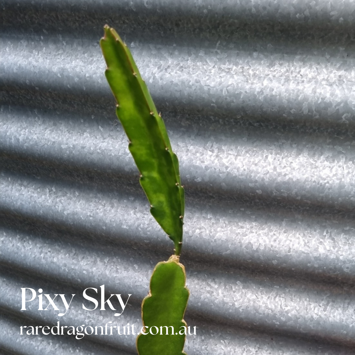 Pixy Sky Dragon Fruit