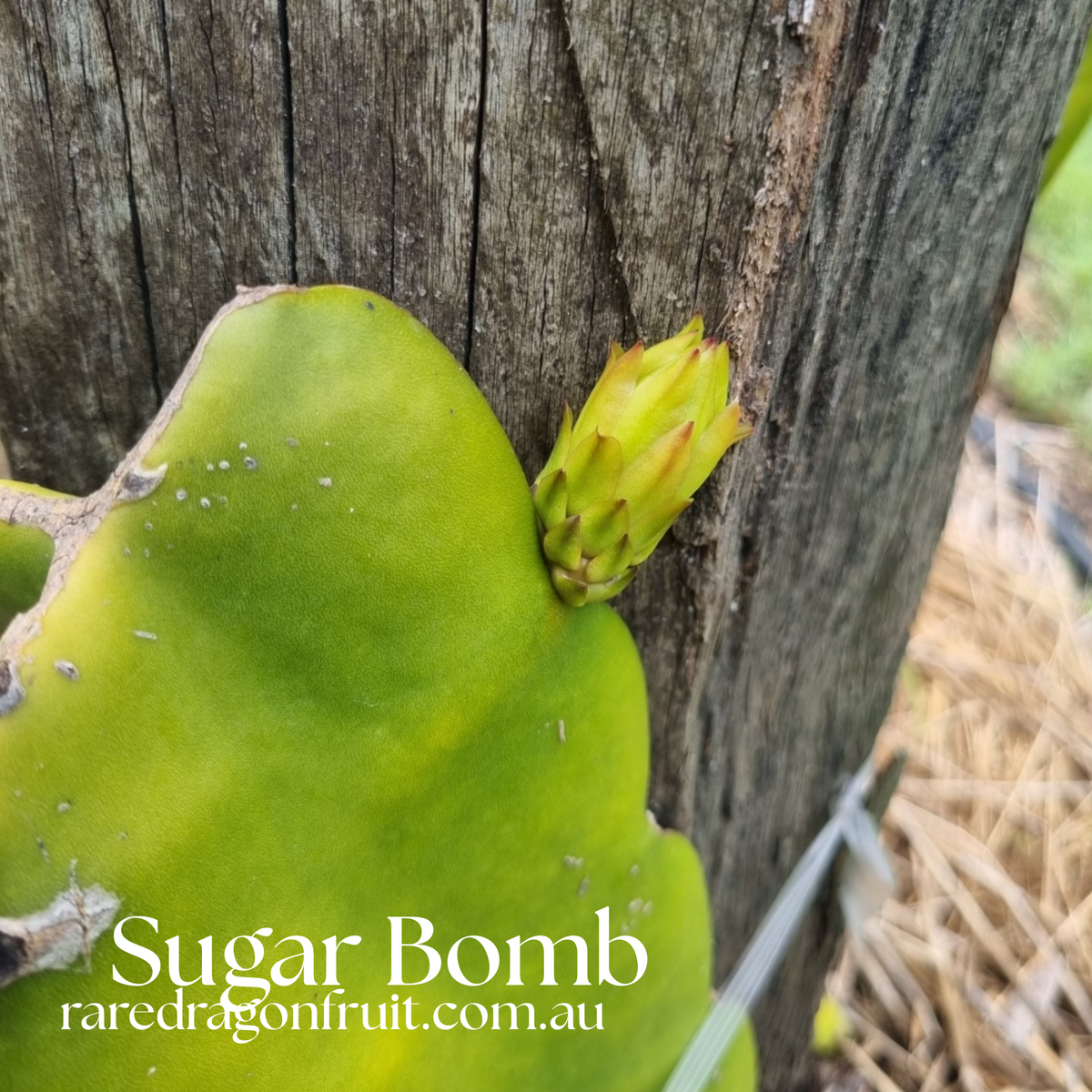 Sugar Bomb Dragon fruit