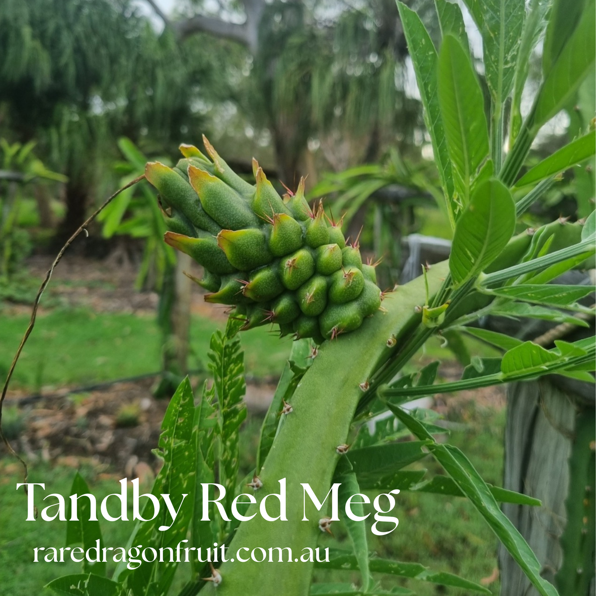 Red Megalanthus Dragon Fruit