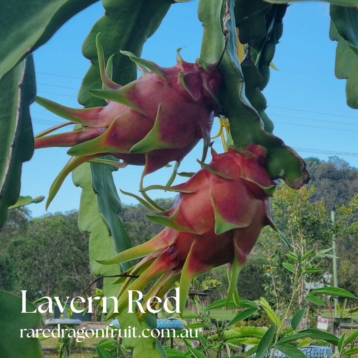 Lavern Red Dragon Fruit