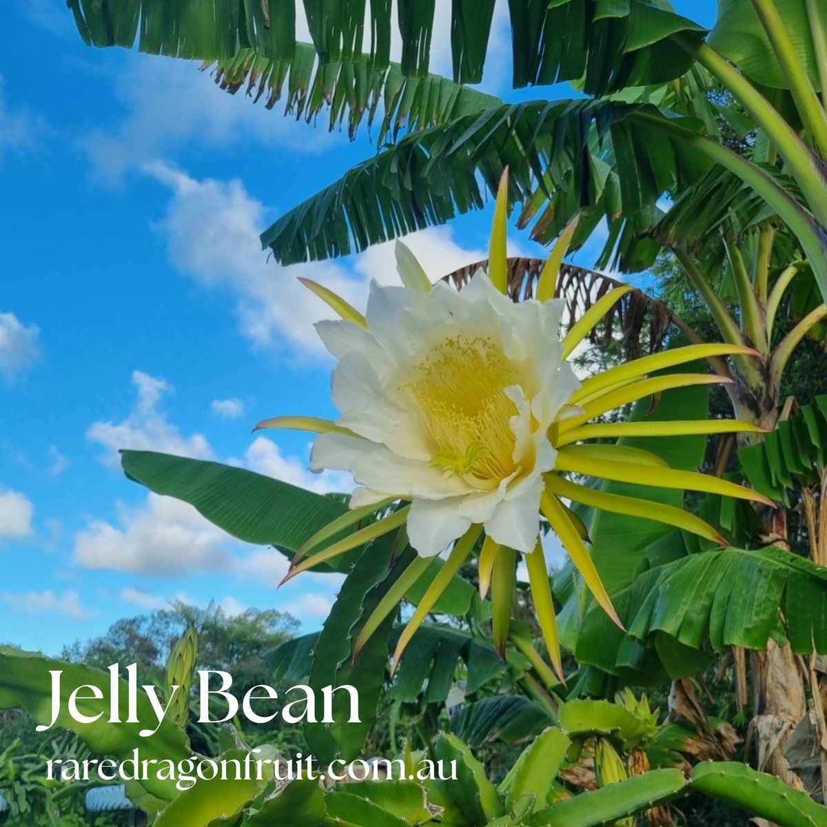 Jelly Bean Dragon Fruit