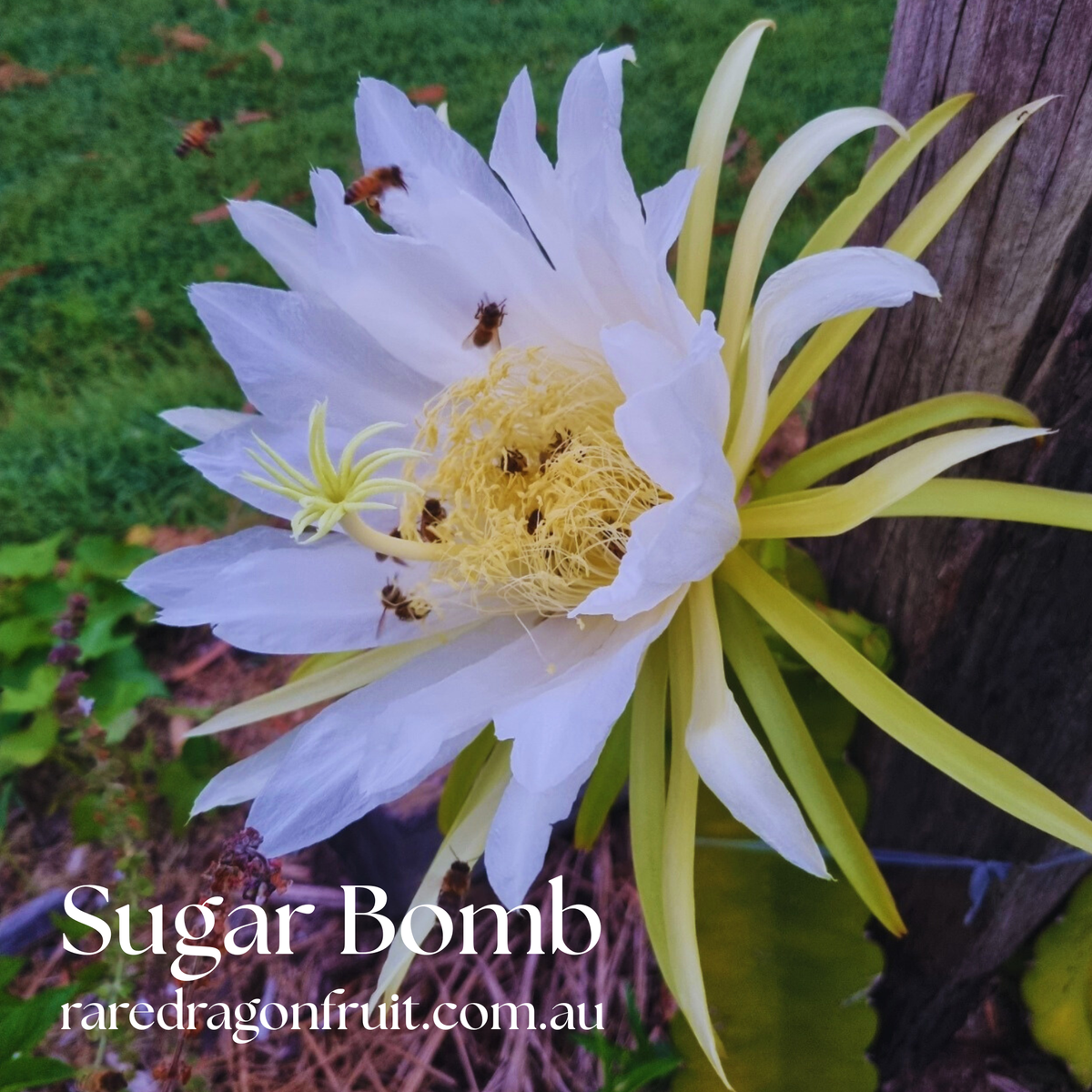 Sugar Bomb Dragon fruit
