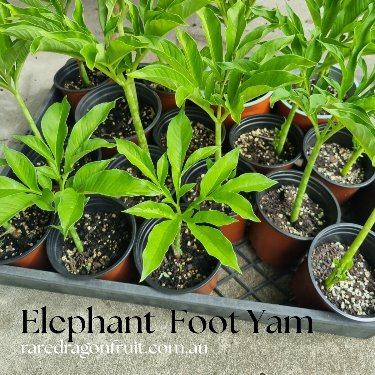 Amorphophallus paeoniifolius, the Elephant Yam