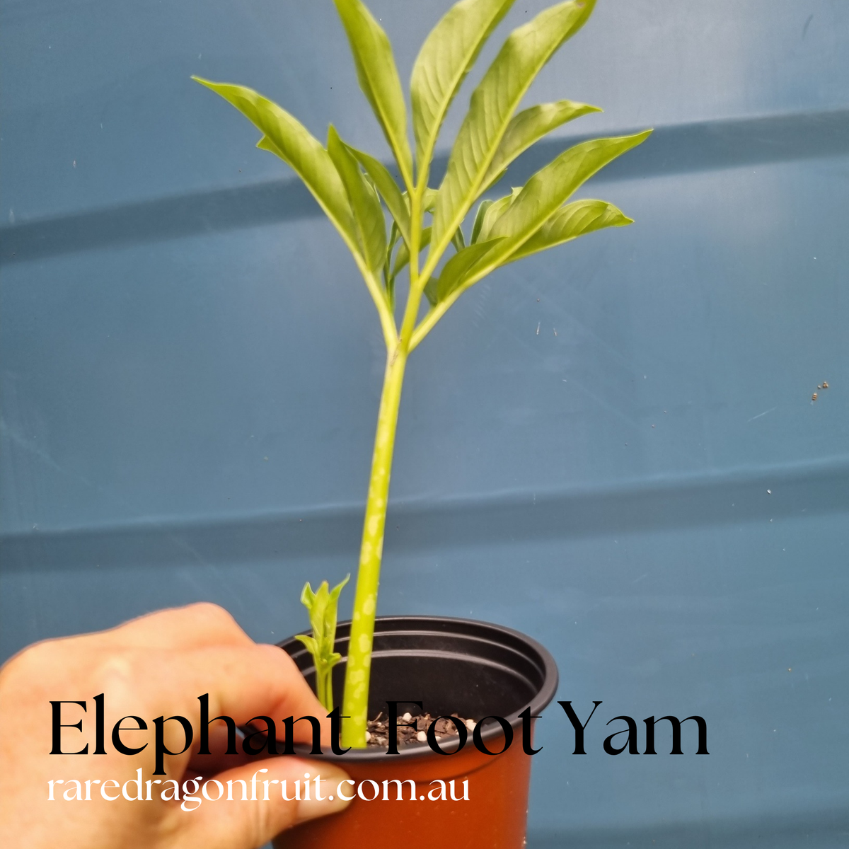 Amorphophallus paeoniifolius, the Elephant Yam
