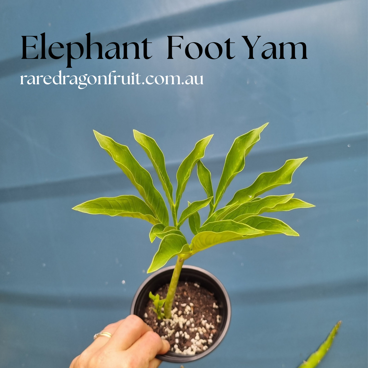 Amorphophallus paeoniifolius, the Elephant Yam