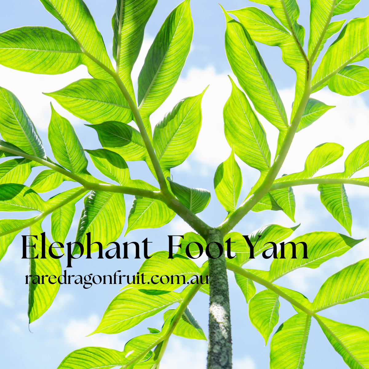 Amorphophallus paeoniifolius, the Elephant Yam