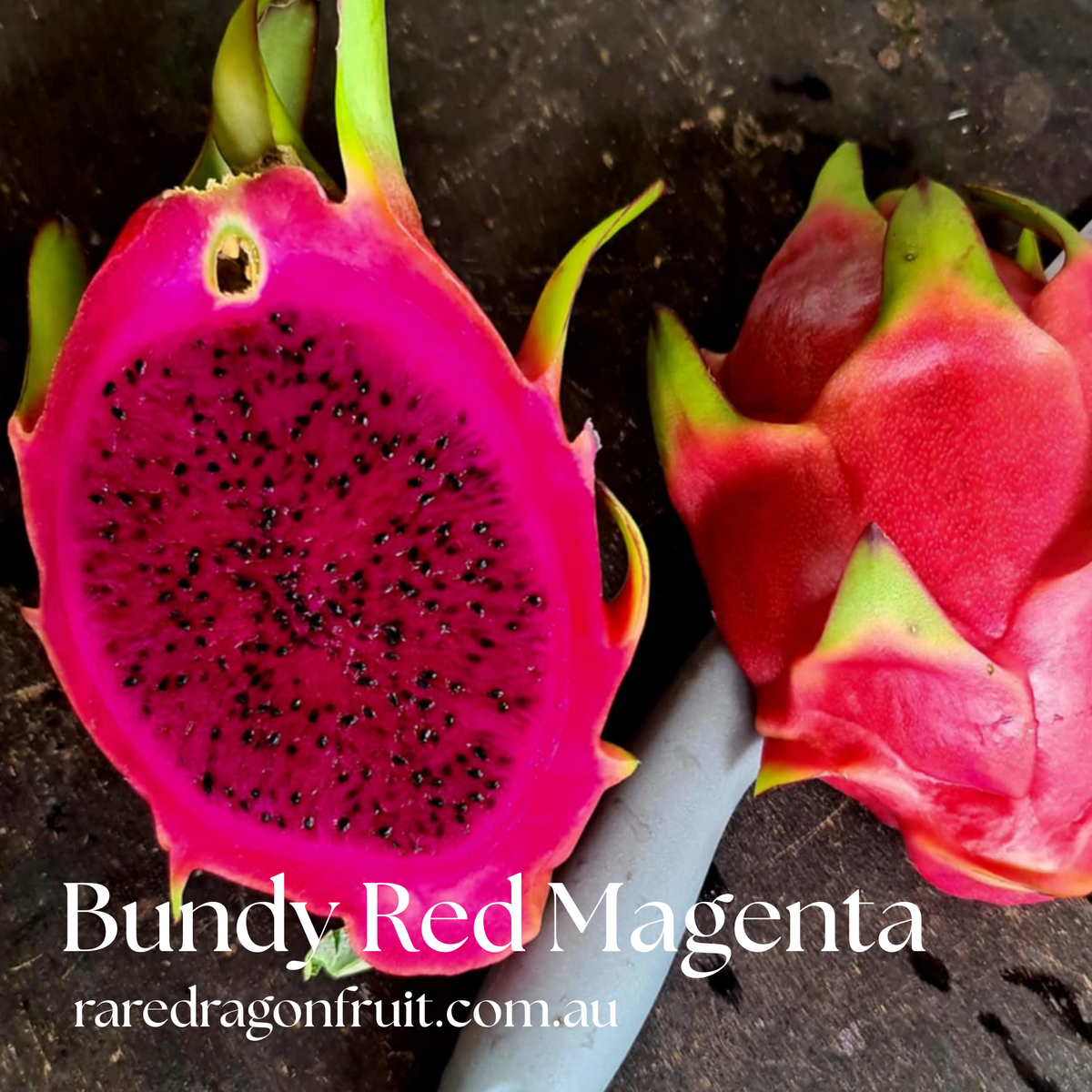 Bundy Red Magenta Dragon Fruit