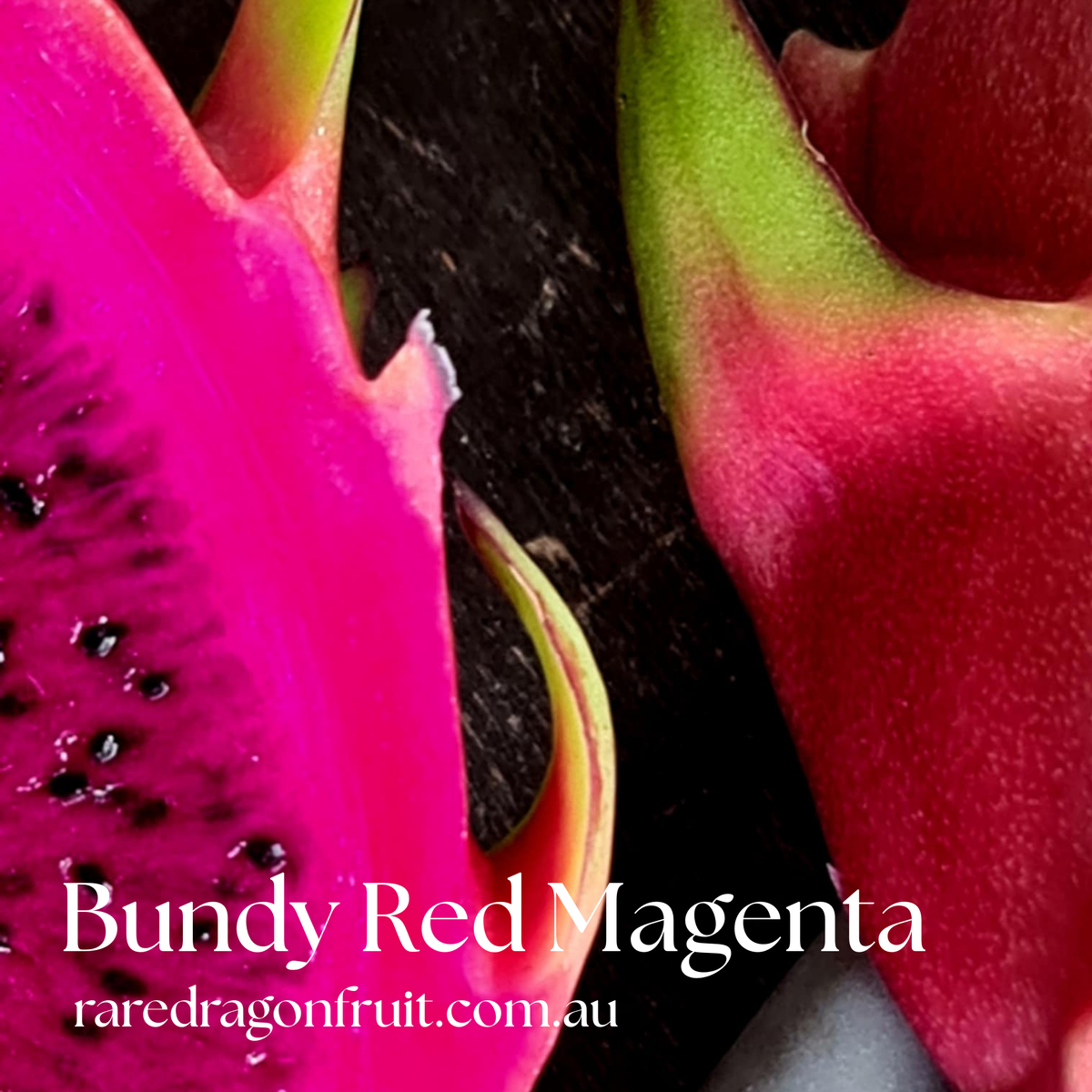 Bundy Red Magenta Dragon Fruit