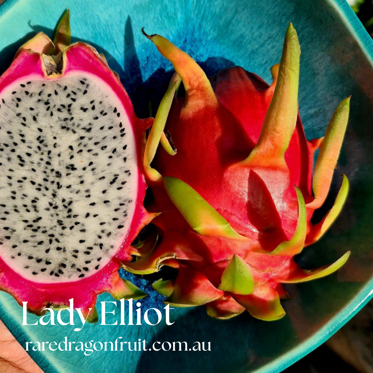 Lady Elliot Dragon Fruit