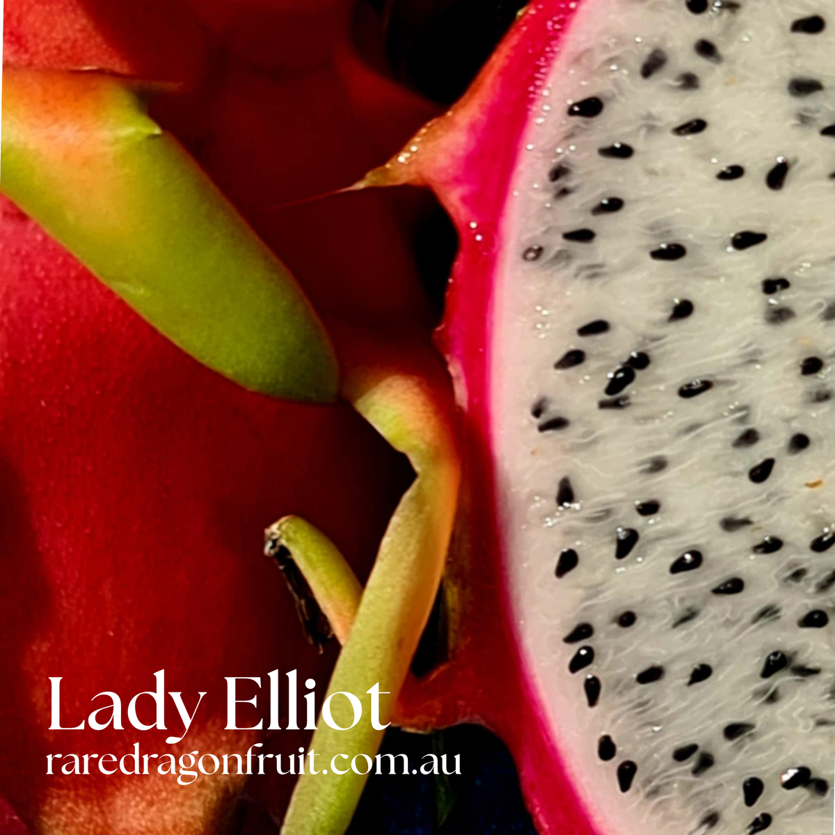 Lady Elliot Dragon Fruit