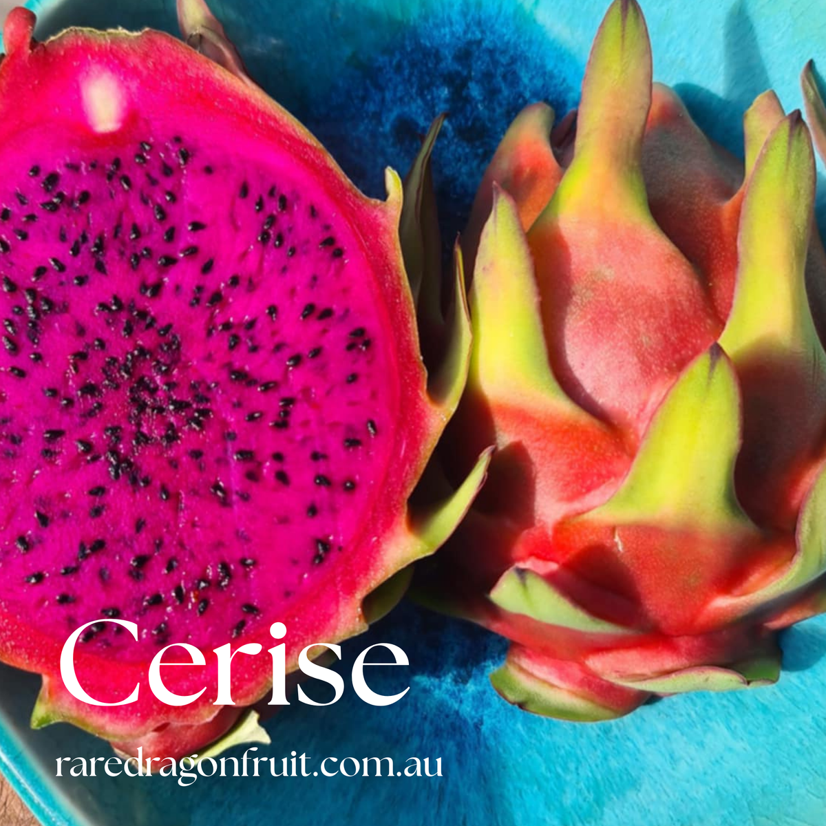 Cerise- H.polyrhizus Australian Dragon fruit