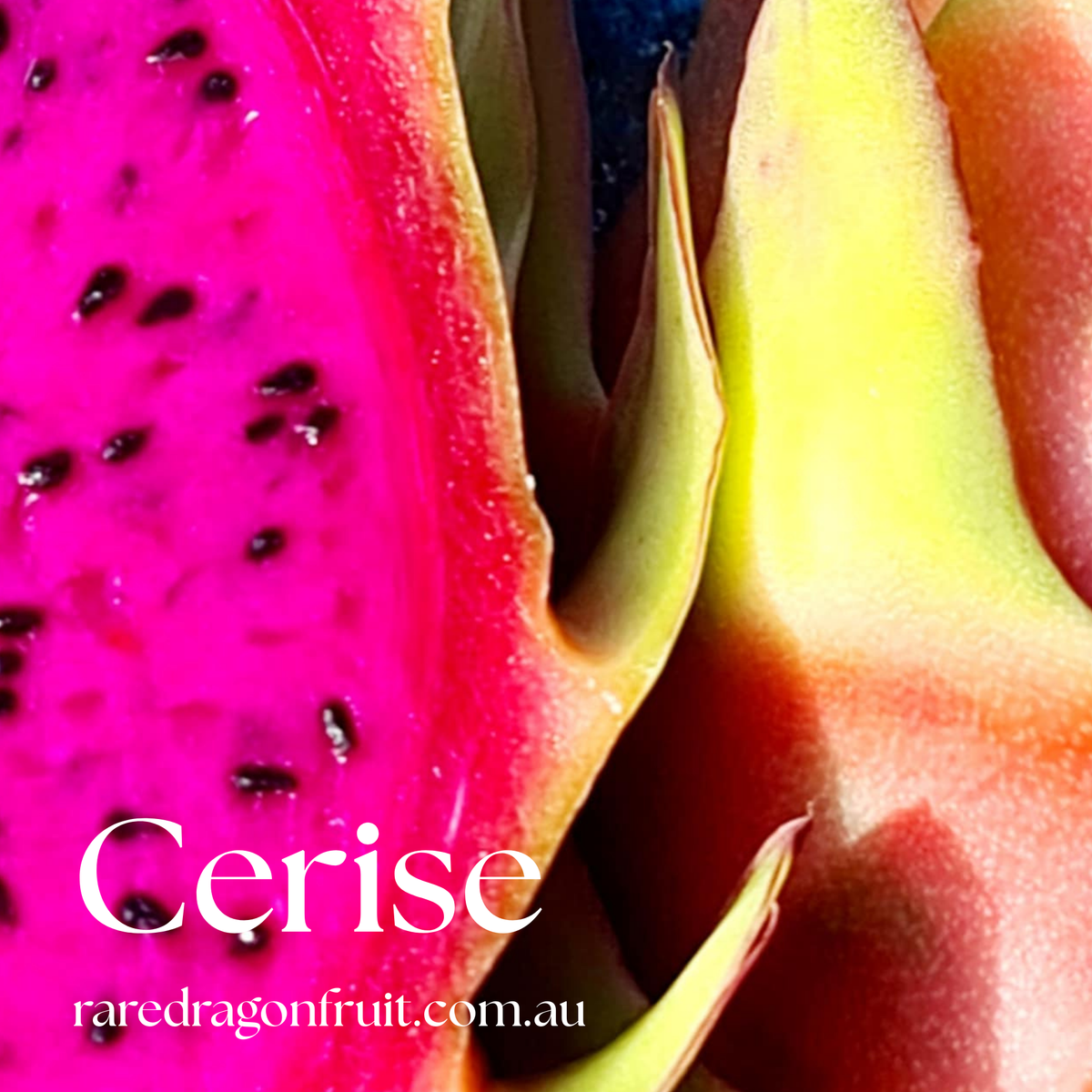 Cerise- H.polyrhizus Australian Dragon fruit