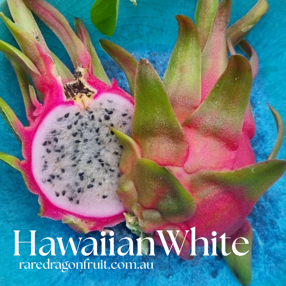 Hawaiian White Dragon Fruit Cutting