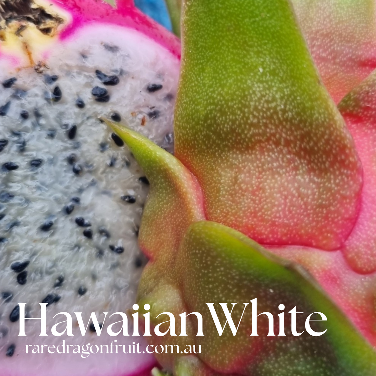 Hawaiian White Dragon Fruit Cutting