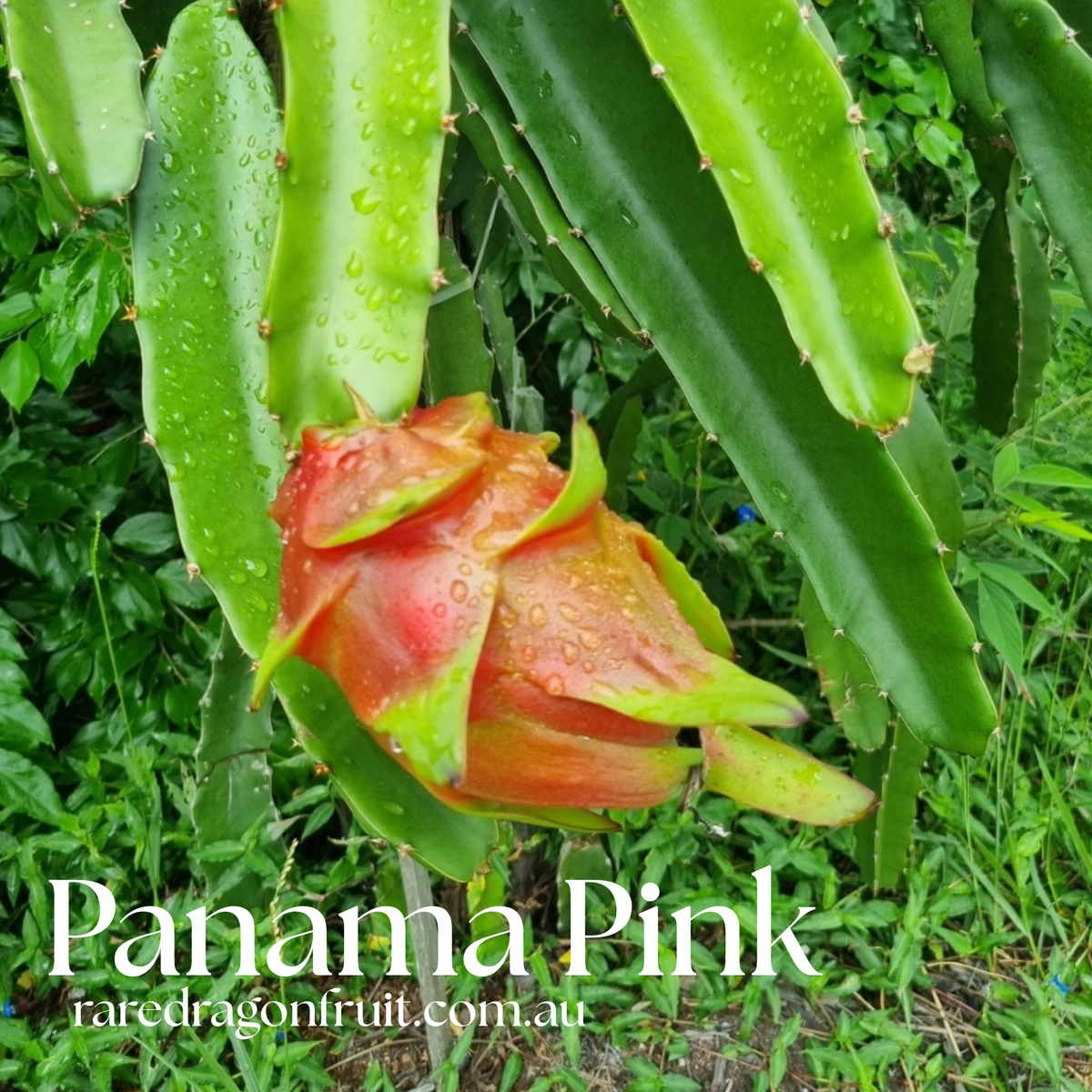 Panama Pink Dragon Fruit