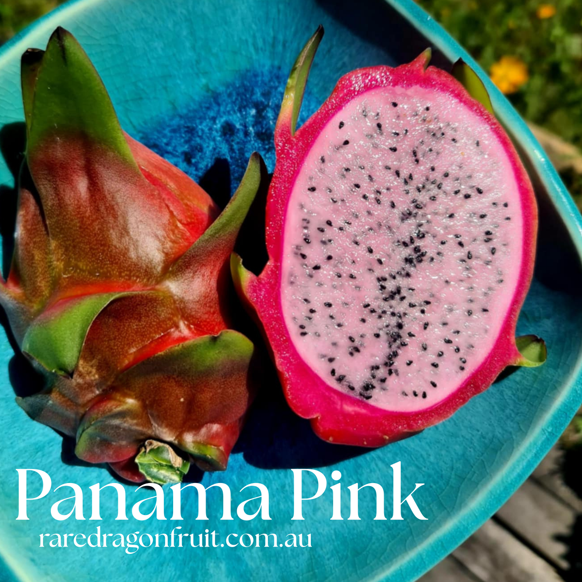 Panama Pink Dragon Fruit