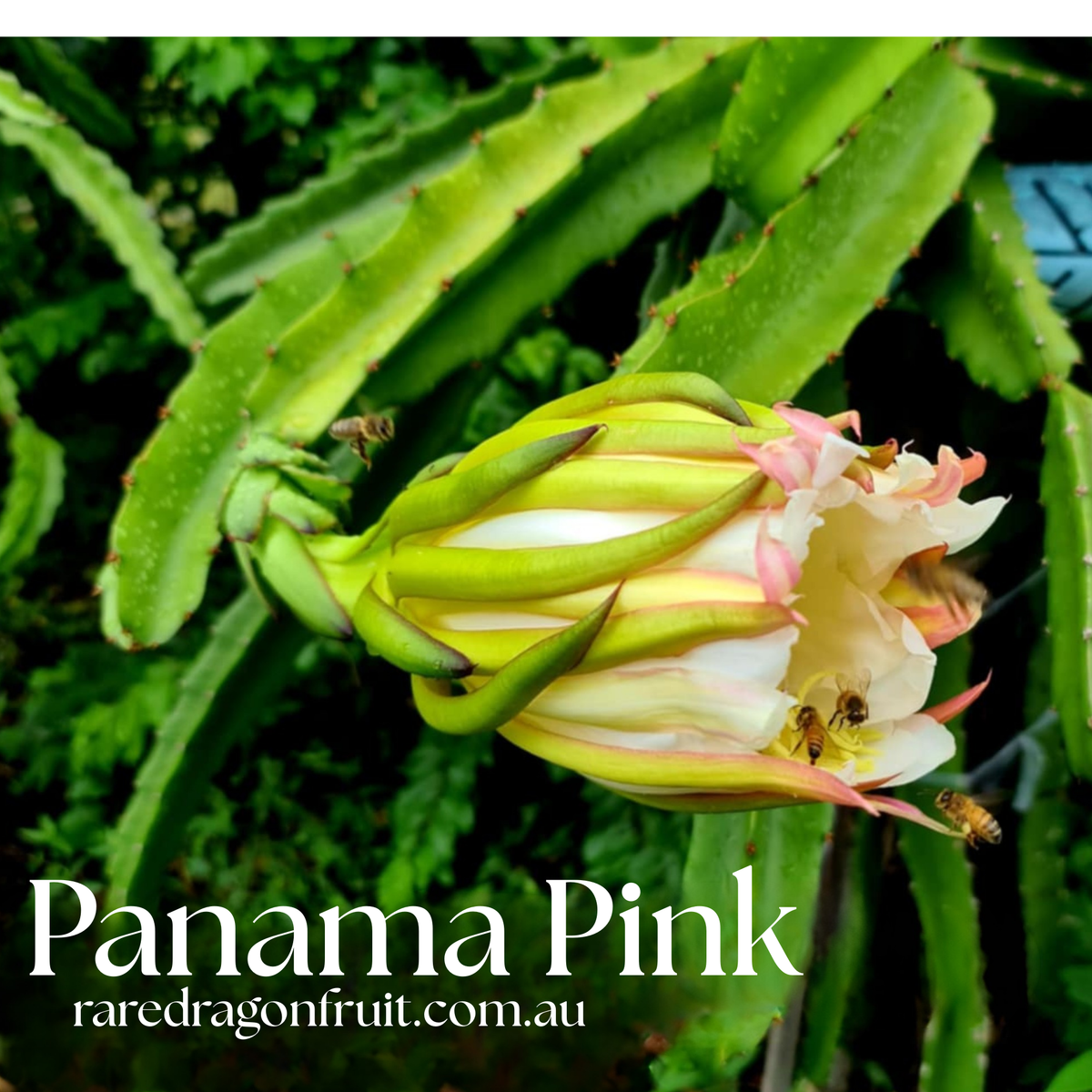 Panama Pink Dragon Fruit