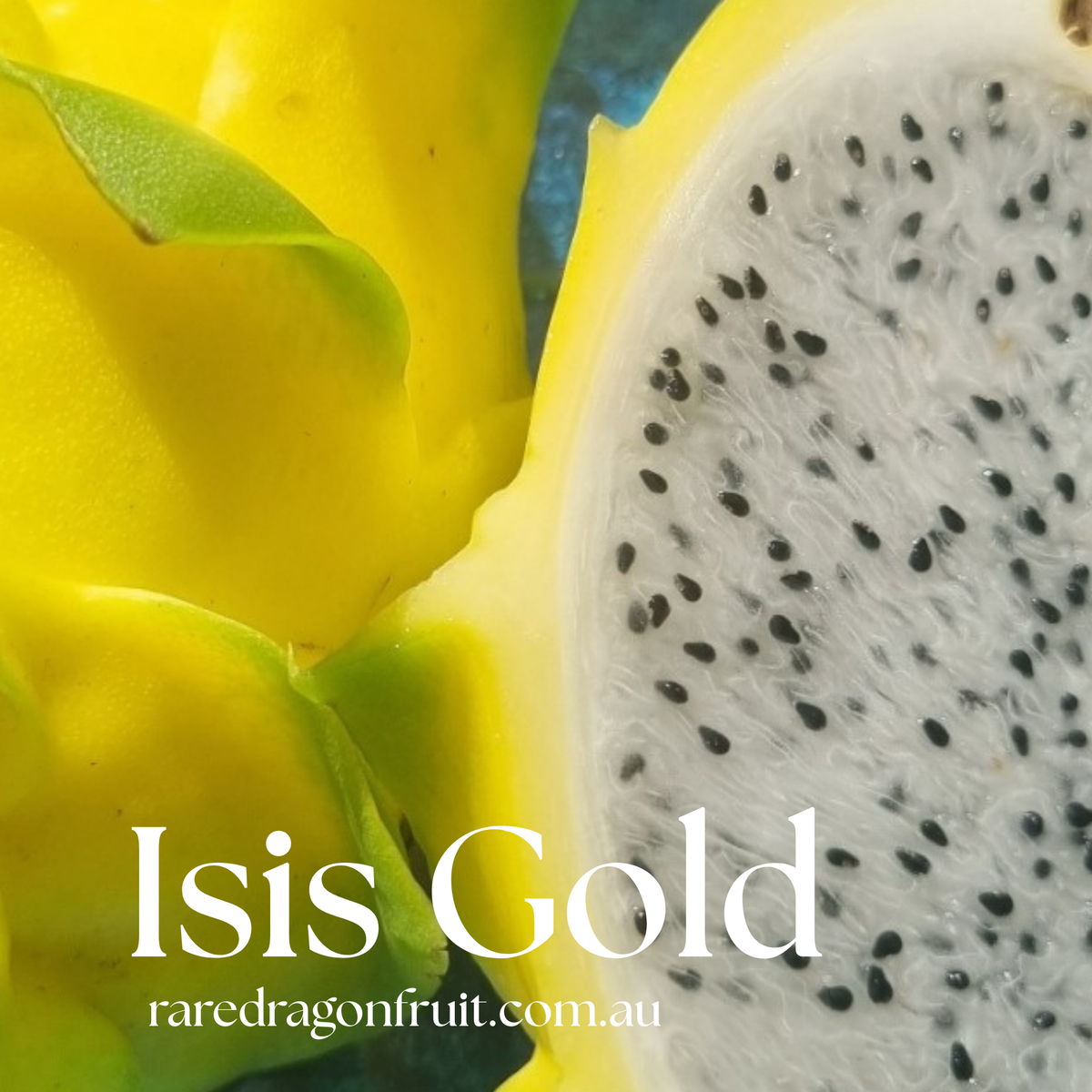Isis Gold - Hylocereus Undatus X  QLD Australian Dragon Fruit Variety