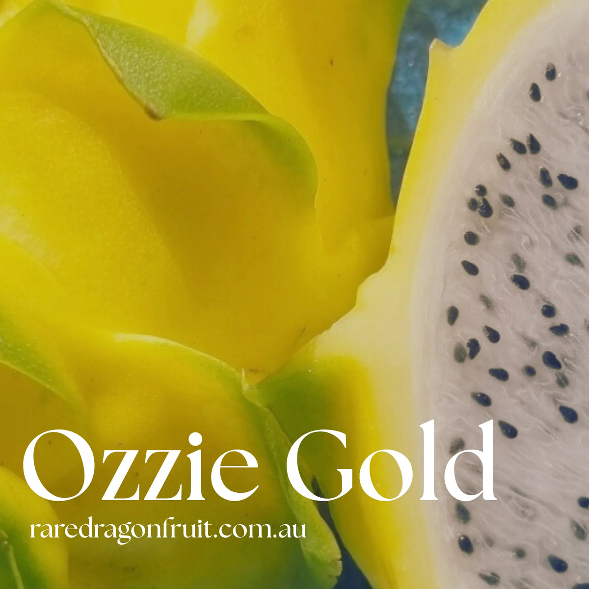 Yellow Dragon Fruit Variety Pack - 3 Varieties (Megalanthus, Ozzie Gold, Golden Dragon)