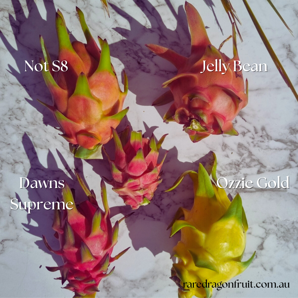Ozzie Gold- Hylocereus undatus Yellow Dragon Fruit