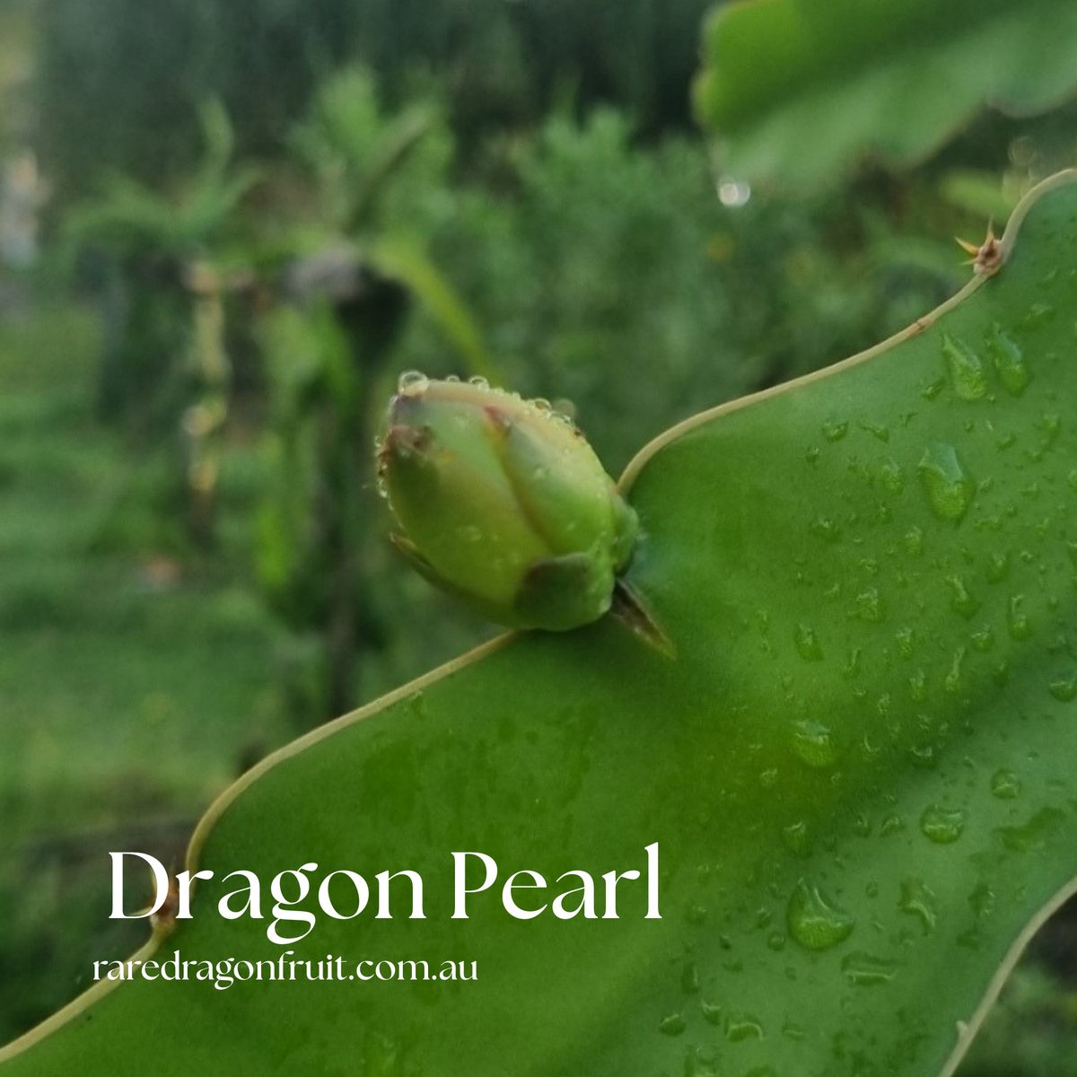 CFA Dragon Pearl Dragon Fruit Plant