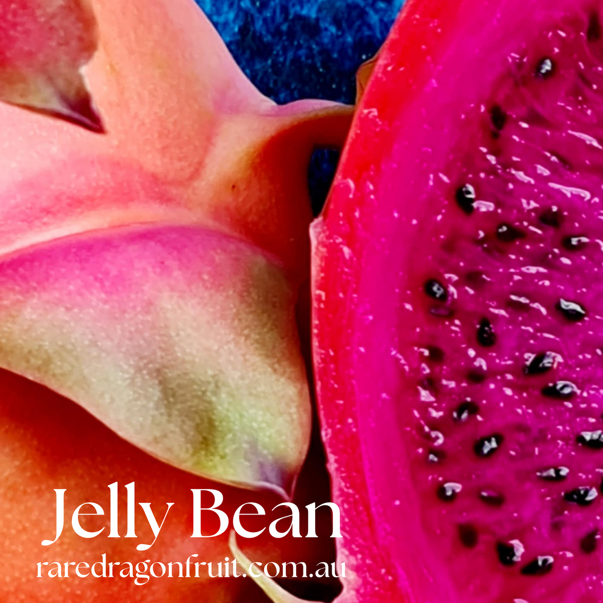 Jelly Bean Dragon Fruit