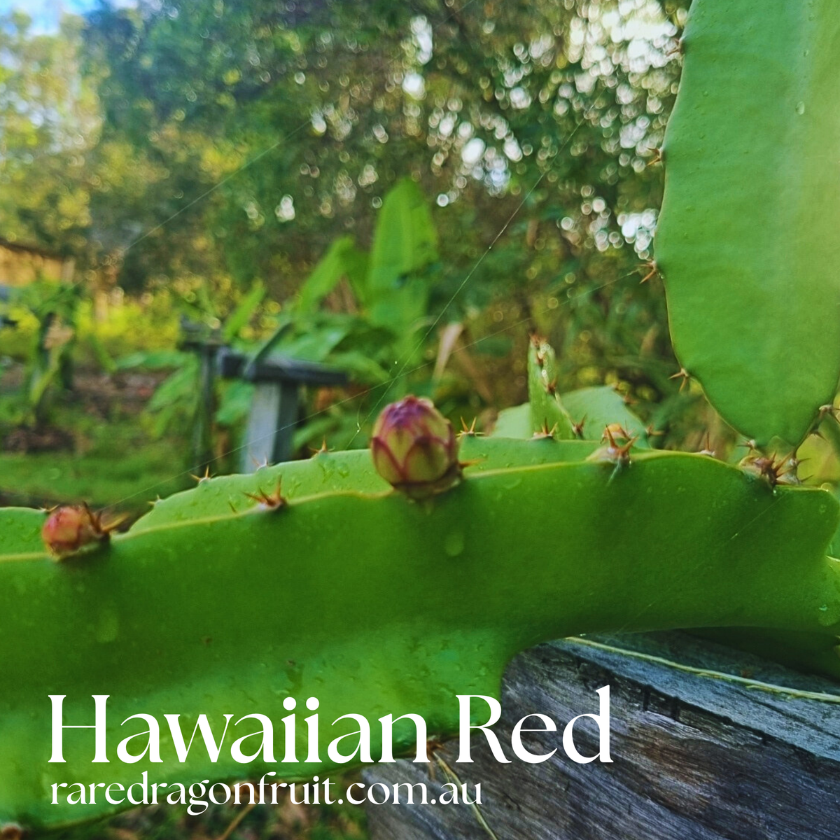 Hawaiian Red Dragon Fruit