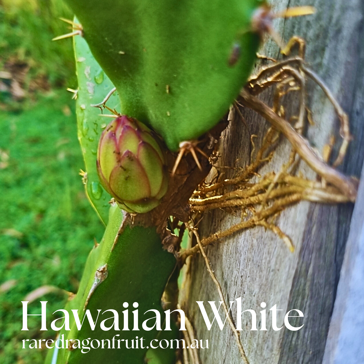 Hawaiian White Dragon Fruit Cutting