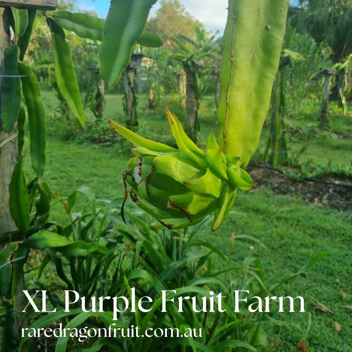 XL Purple Fruit Farm Dragon Fruit