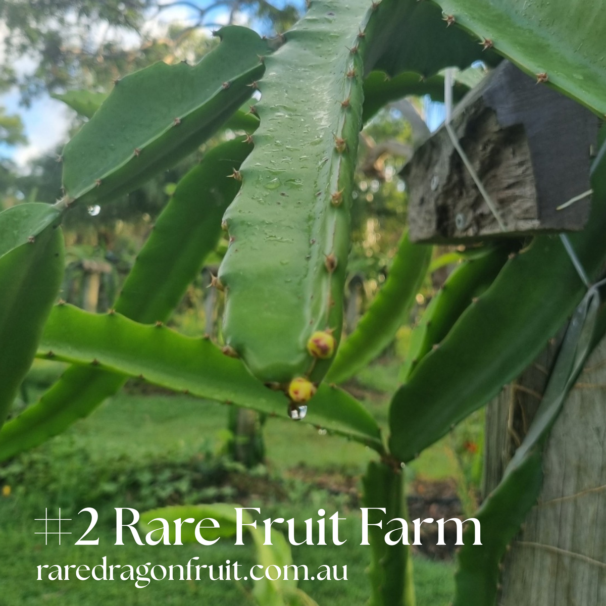 Rare Fruit Farm Dragon Fruit #2