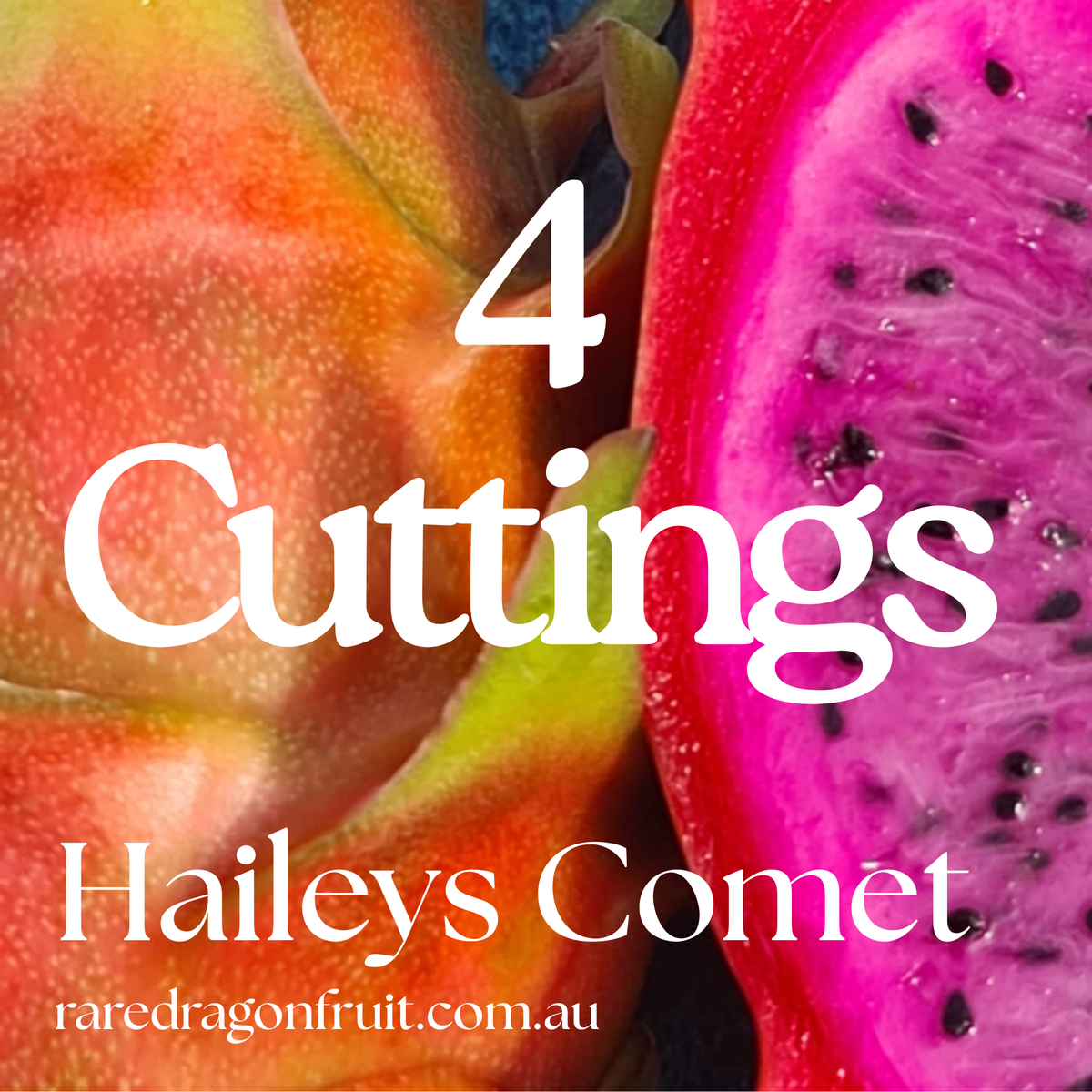 Halley’s / Haley's Comet Dragon fruit x 4 Special!!!