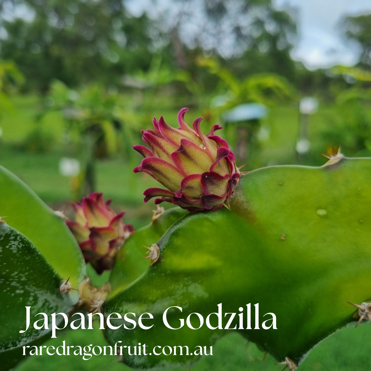 Japanese  Godzilla Dragon Fruit